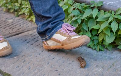 Amende déjection canine ? Que dit réellement la loi et quelles solutions concrètes ?