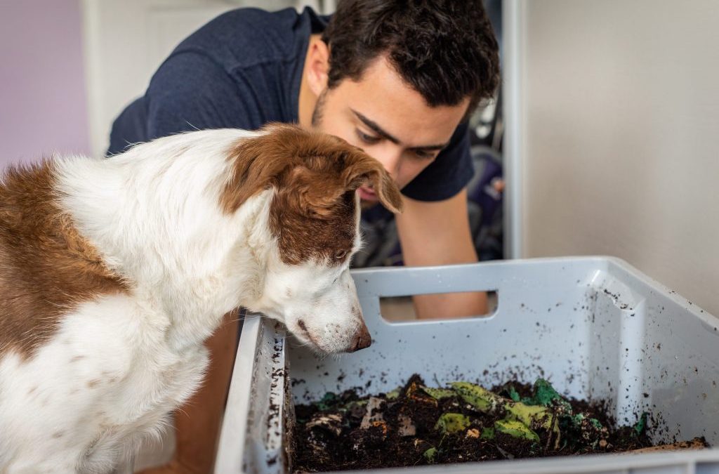 Composter les déjections canines : pourquoi et comment.