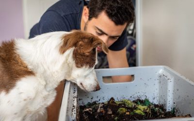 Composter les déjections canines : pourquoi et comment.