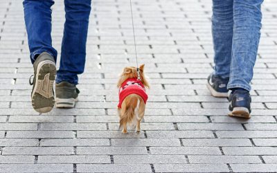 Où promener son chien ? Oui, en ville, c’est chouette aussi !