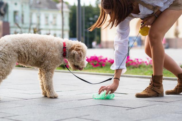 Illustration crotte de chien